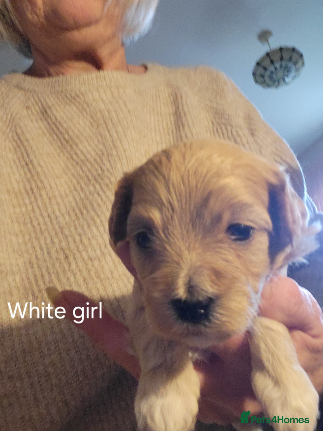 Maltipoo dogs for sale:  Adorable Maltipoo Puppies Ready Soon! 🐾 - Image 4