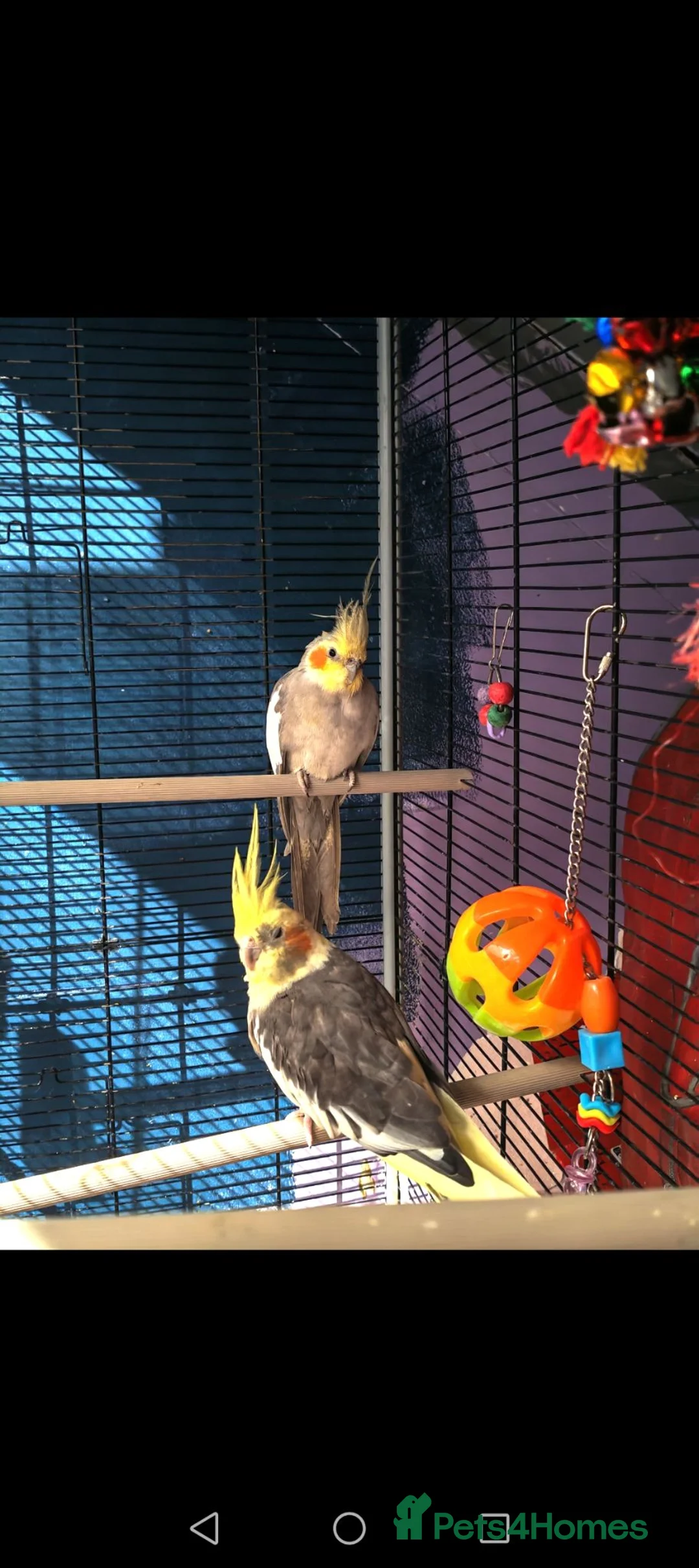 Cockatiels birds for sale: 2 Cockatiels for sale  - Advert 1