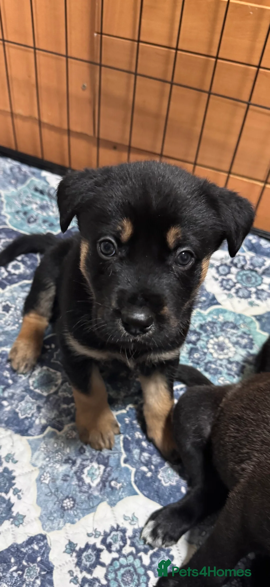 Mixed Breed dogs for sale: RARE BLUE EYE Sholly  ** tiff x Husky  - Advert 24