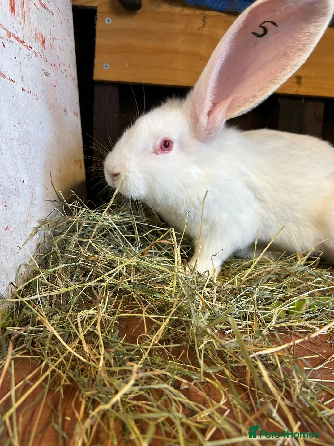 Mixed Breed rabbits for sale: Continental Giant baby bunnie in Wallingford - Advert 15