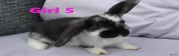 Mini Lop rabbits for sale: Cute French x Mini Lop Looking for Loving Homes! - Advert 17