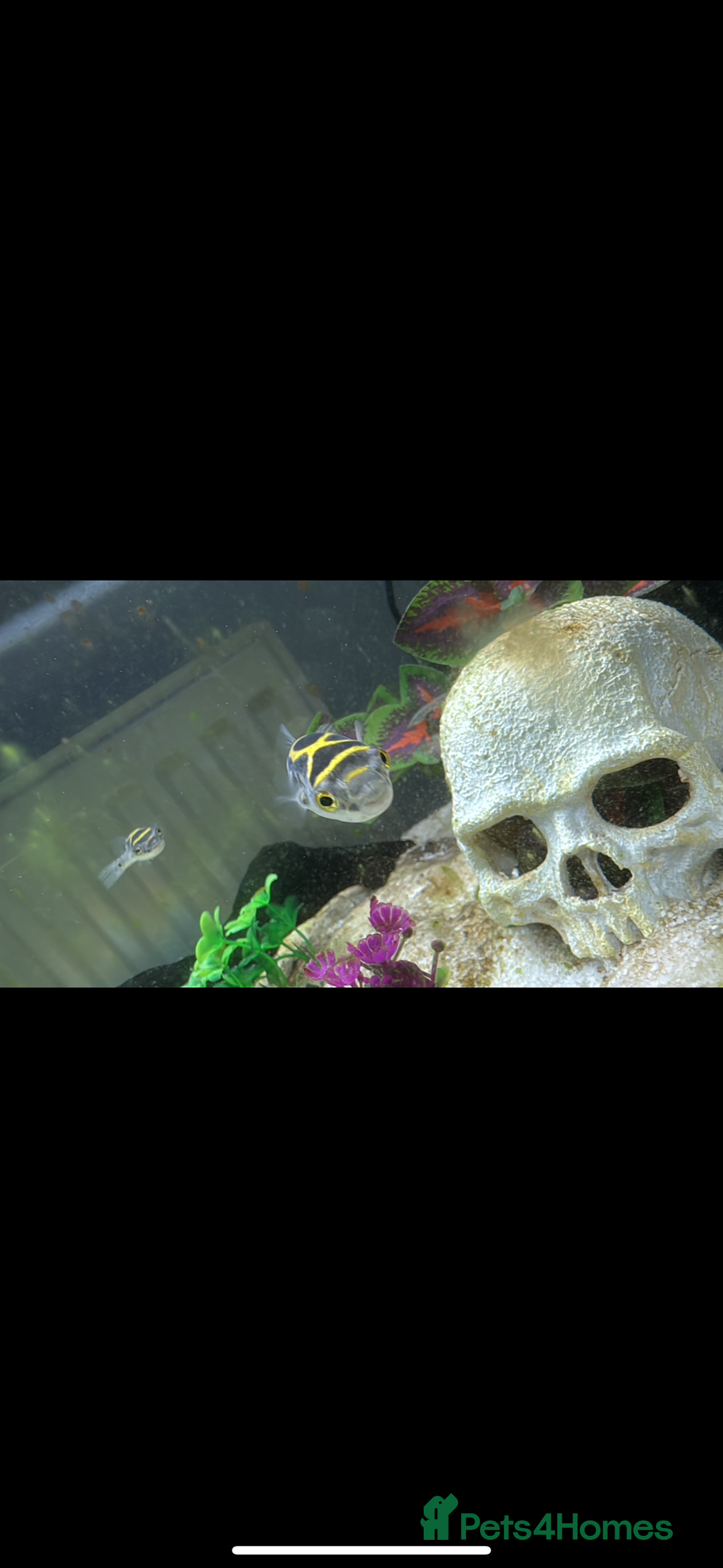 Pufferfish fish for sale: 3 figure 8 puffer fish for sale all 3 for £30 - Advert 2