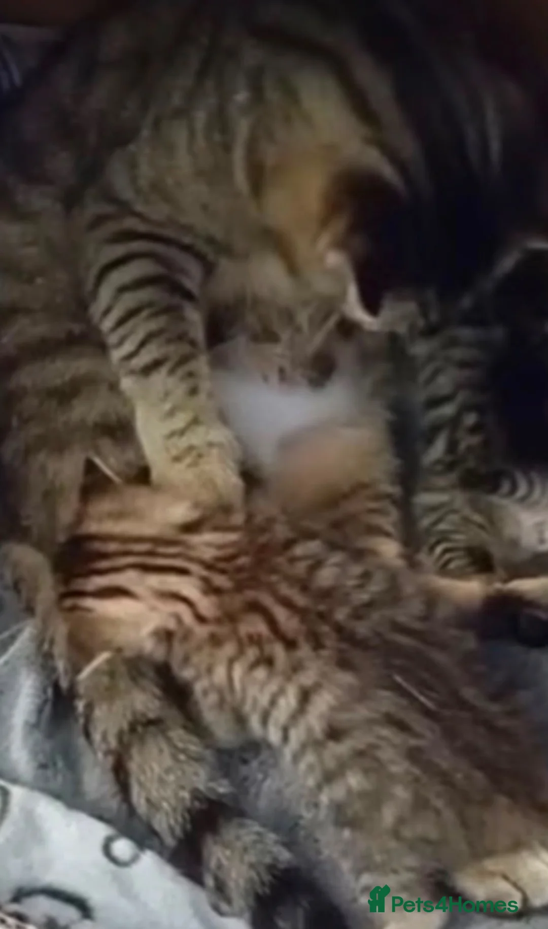 Mixed Breed cats for sale: Tabby kitten  in Walsall - Advert 2