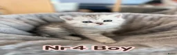 Scottish Fold cats for sale: 4 Pedigree Scottish Fold/Straight Kittens - Advert 23