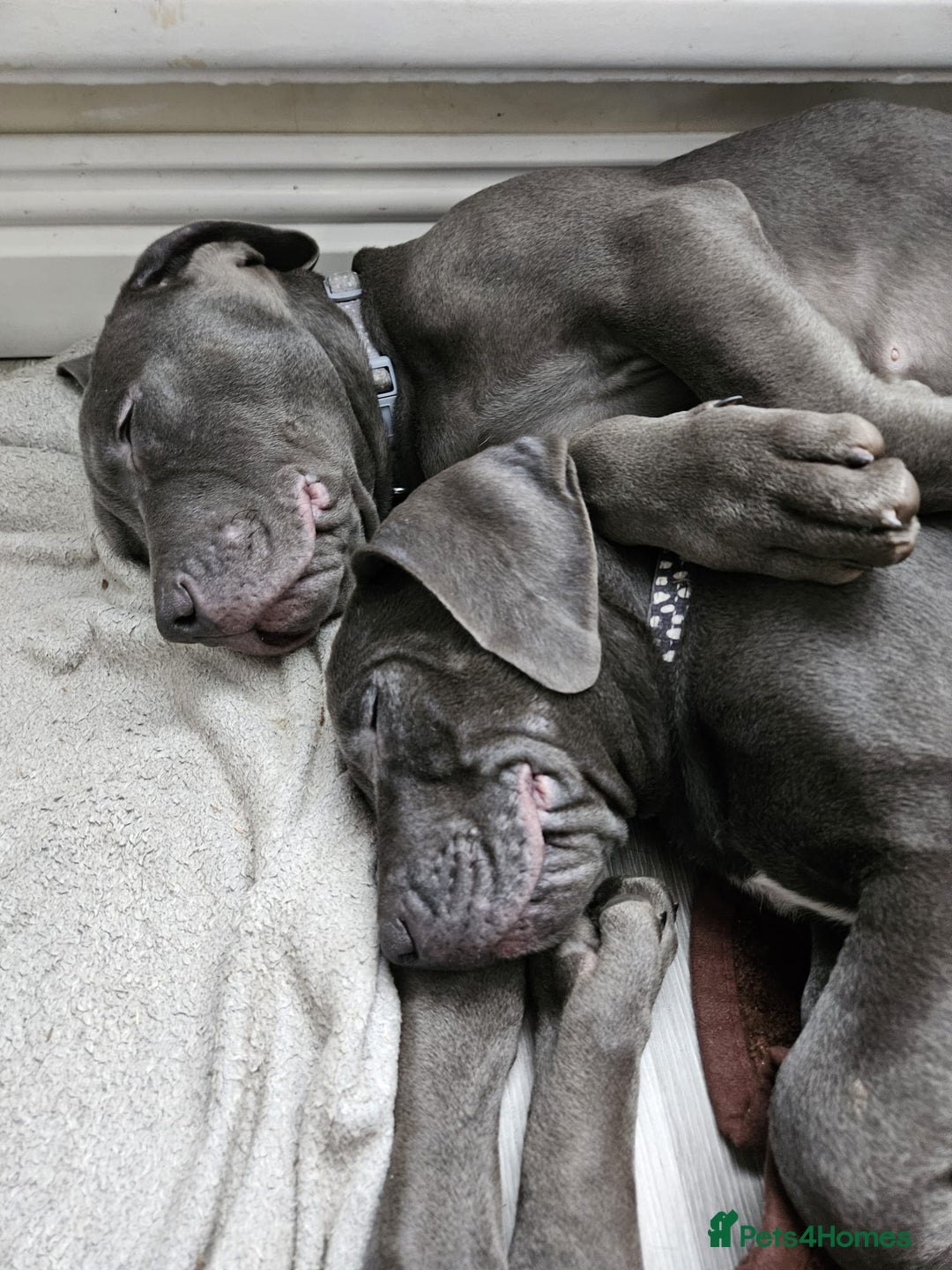 Mixed Breed dogs for sale: 3 labrador mix pupies - Advert 5