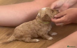 Mixed Breed dogs for sale: Gorgeous Cavapoochon Puppies 🐶  - Image 6