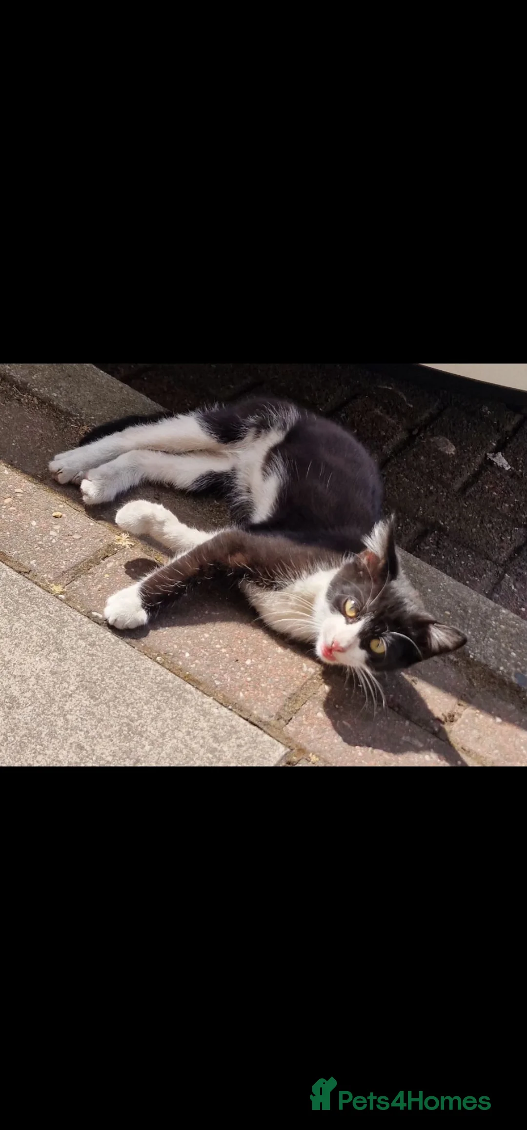 Mixed Breed cats for sale: Free Kitten - Advert 1