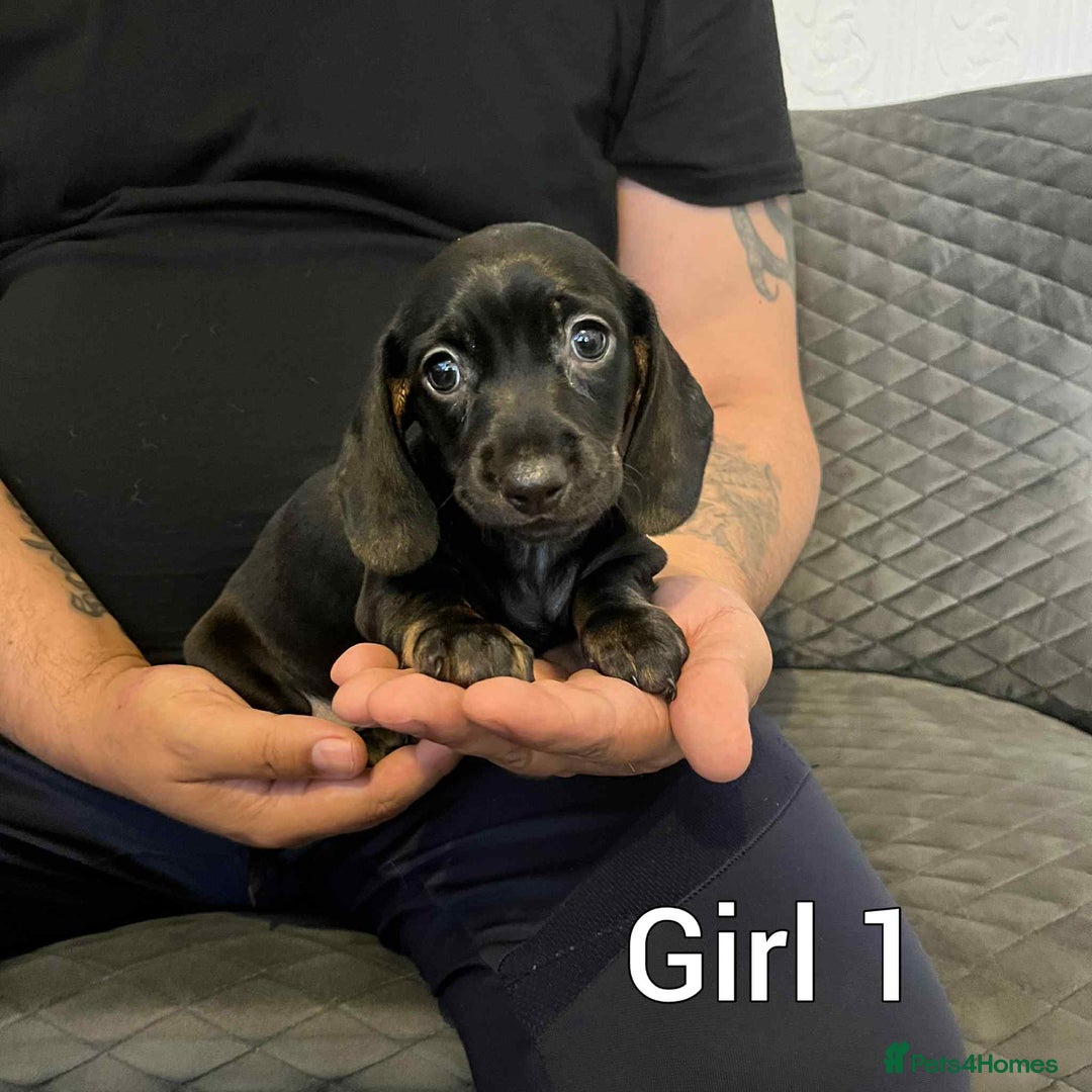 Miniature Dachshund dogs for sale: Miniature dachshund  - Image 9