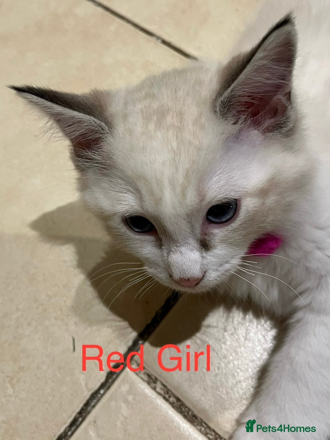 Ragdoll cats for sale: ❗️Charming Pure Ragdoll Kittens waiting love ❤️❗️ - Advert 32