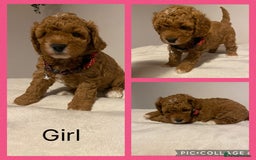 Cavapoo dogs for sale: Toy F1b cavapoos  - Advert 5