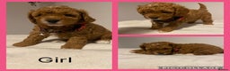 Cavapoo dogs for sale: Toy F1b cavapoos  - Advert 5
