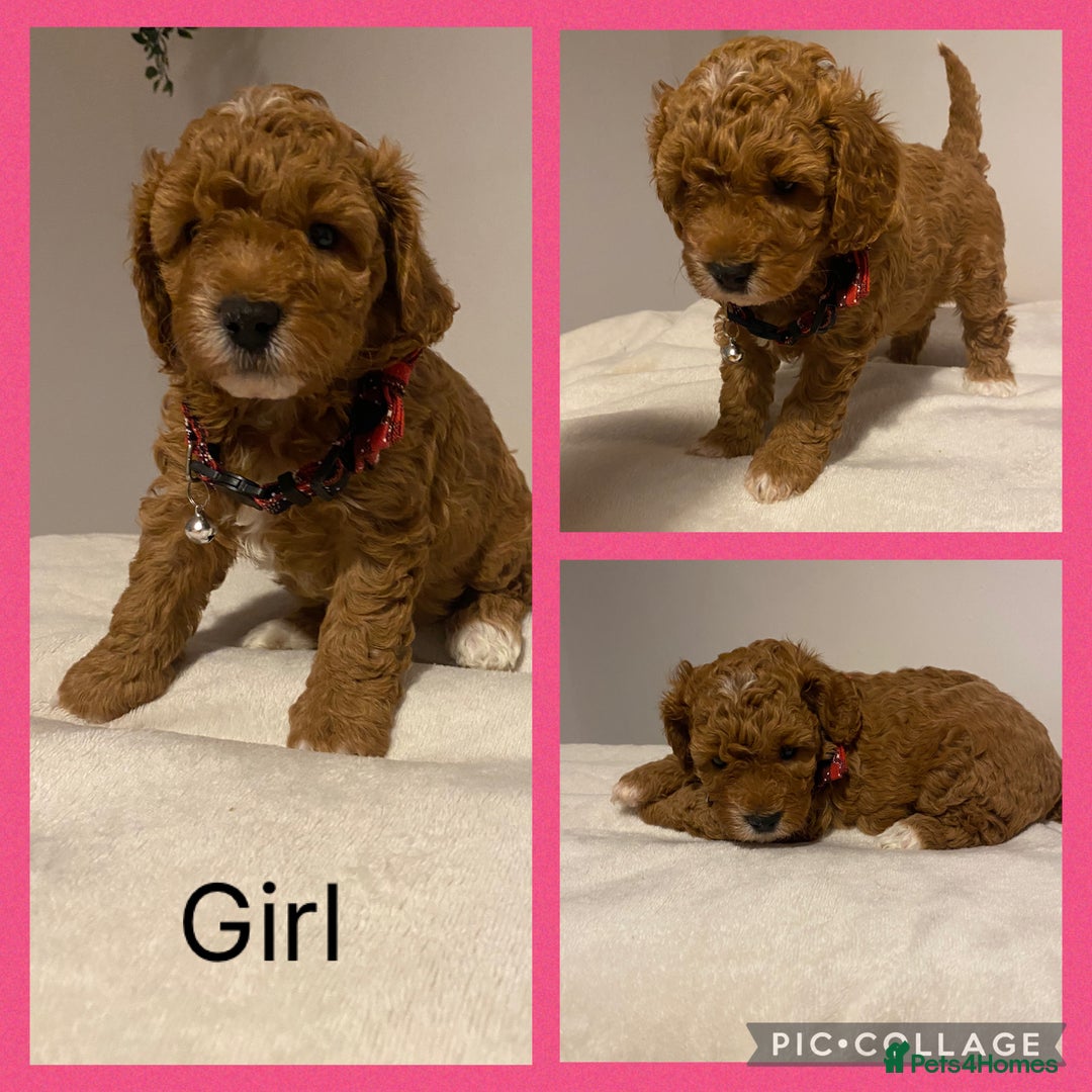 Cavapoo dogs for sale: Toy F1b cavapoos  - Advert 5