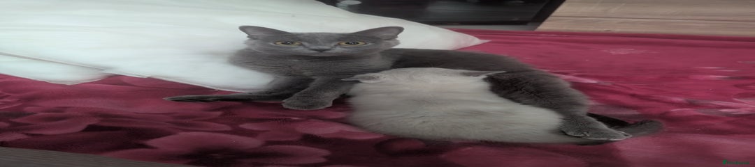 Russian Blue Kitten 2