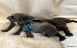 Italian Greyhound dogs for sale: Cutest ** KC Italian Greyhound’s  - Image 3