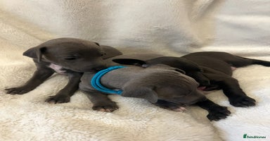 Italian Greyhound dogs - Advert 6