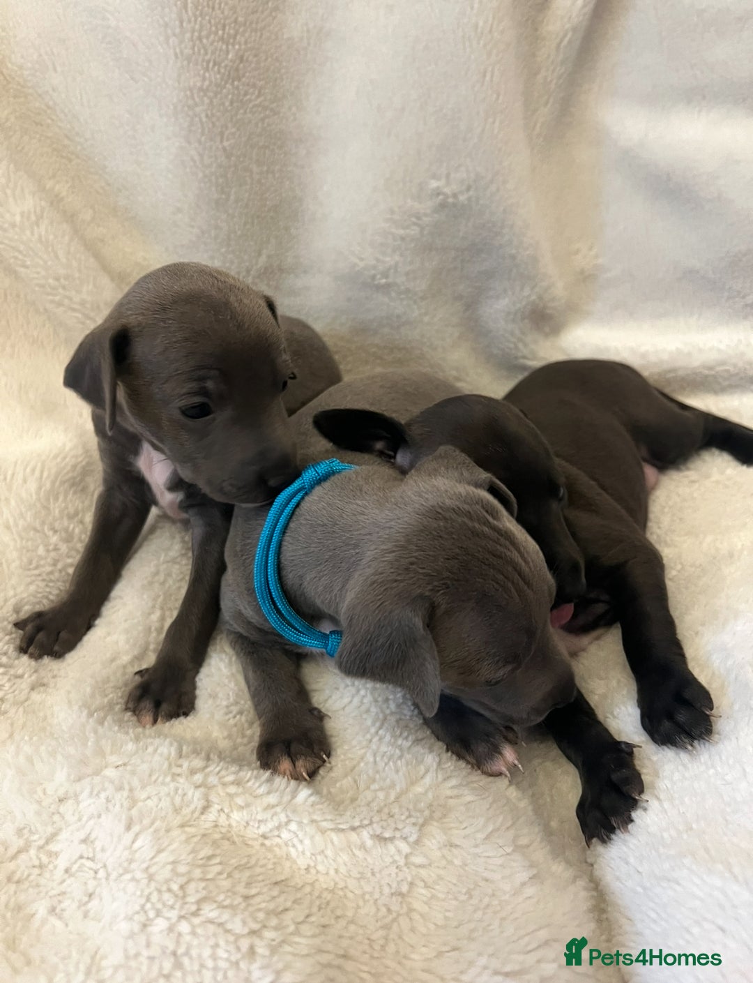 Italian Greyhound dogs for sale: Cutest ** KC Italian Greyhound’s  - Image 3