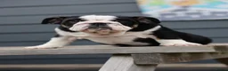 English Bulldog dogs for sale: 3 male English bulldog puppies  - Advert 2
