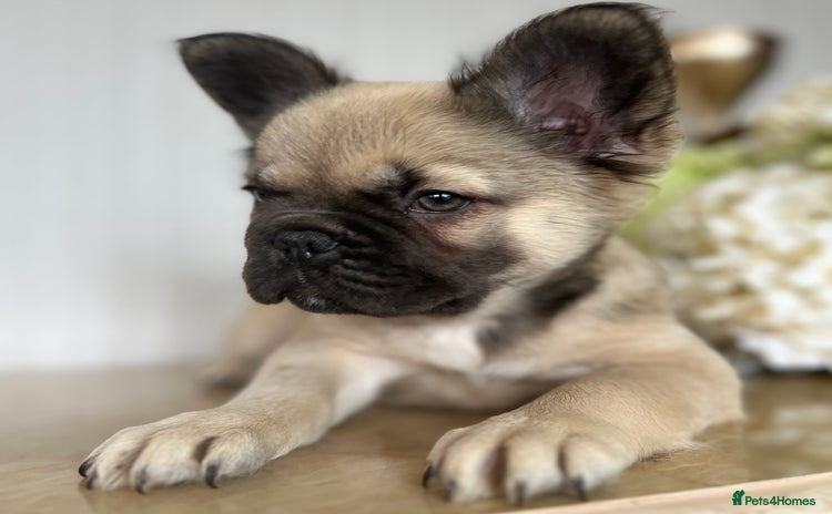 French Bulldog dogs - Advert 1