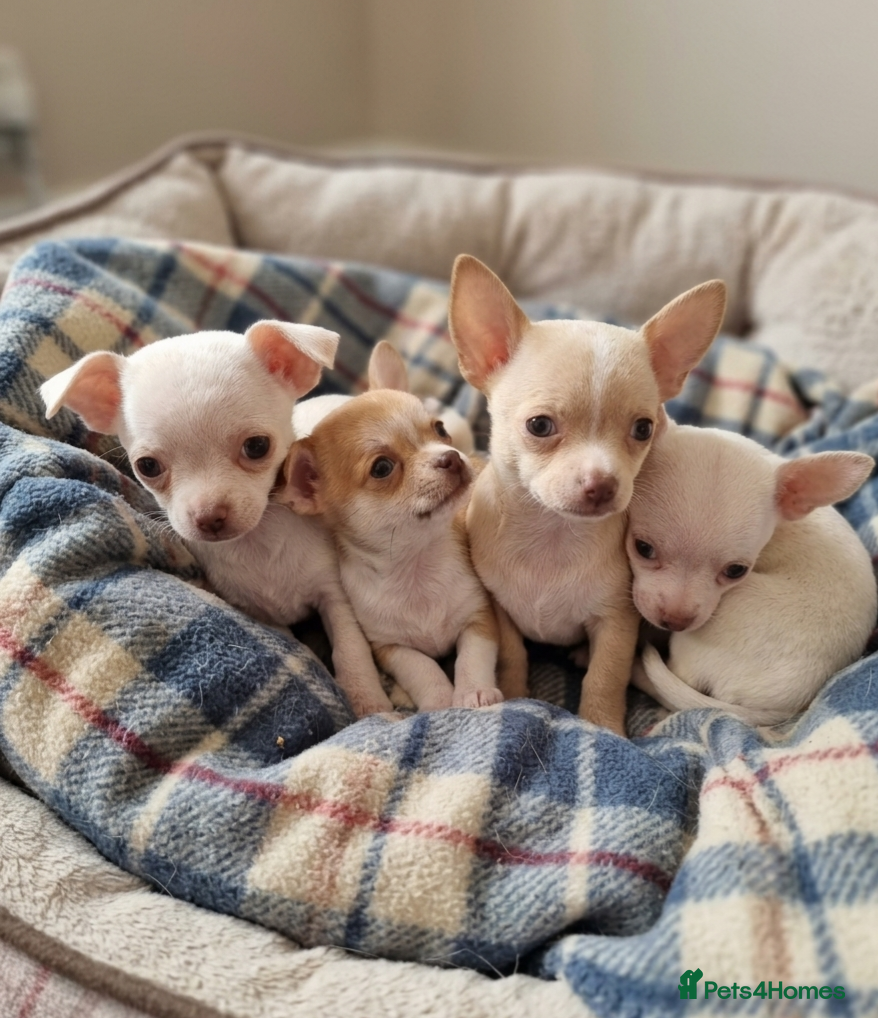 Chihuahua dogs Chihuahua - Advert 1