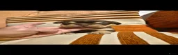 French Bulldog dogs for sale: Beautiful french bulldog puppies - Advert 13