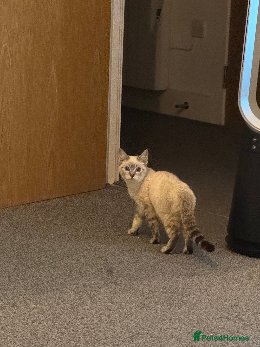 Ragdoll cats for sale: 1 ragdoll kitten  - Advert 4