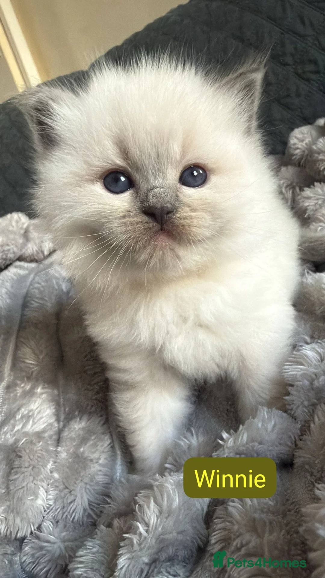 Ragdoll cats for sale: Stunning Purebred Ragdoll Kittens  - Advert 5
