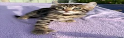 Keetso cats for sale: Superb polydactyl curled eared Keetso kittens.  - Advert 39