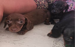Miniature Dachshund dogs for sale: Miniature dachshund puppies  - Image 11