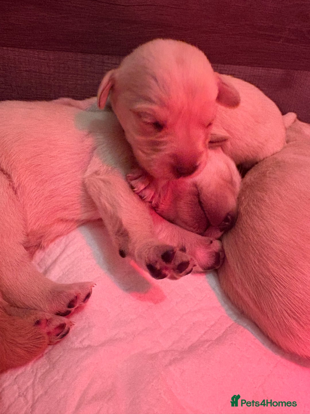 Labrador Retriever dogs for sale: 9 STUNNING YELLOW LABRADORS  - Advert 7