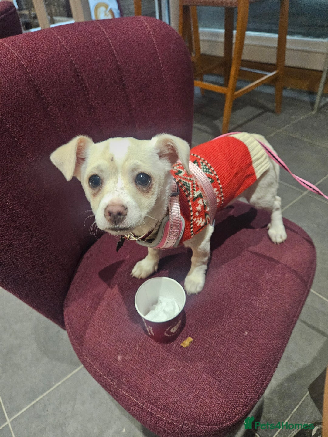 Chihuahua dogs for sale: Seeking good home for our sweet boy - Advert 1