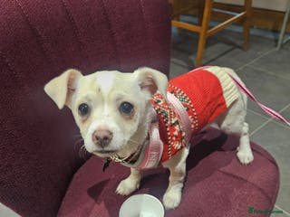 Chihuahua dogs Seeking good home for our sweet boy - Advert 5