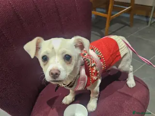 Chihuahua dogs Seeking good home for our sweet boy - Advert 2
