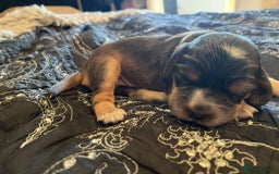 Cocker Spaniel dogs for sale: Kc registered show type cocker spaniel puppies - Image 5