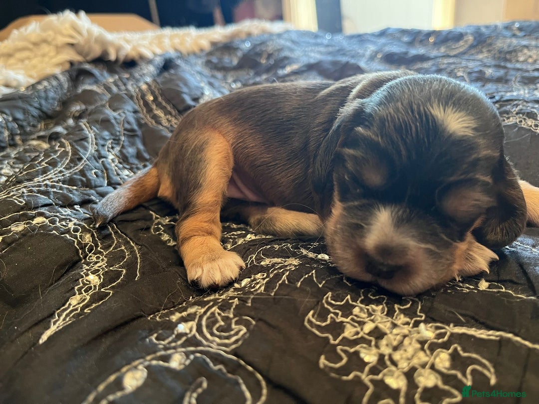 Cocker Spaniel dogs for sale: Kc registered show type cocker spaniel puppies - Image 5