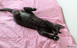 Bengal cats for sale: Melanistic Black Bengal Female Kitten - Image 6