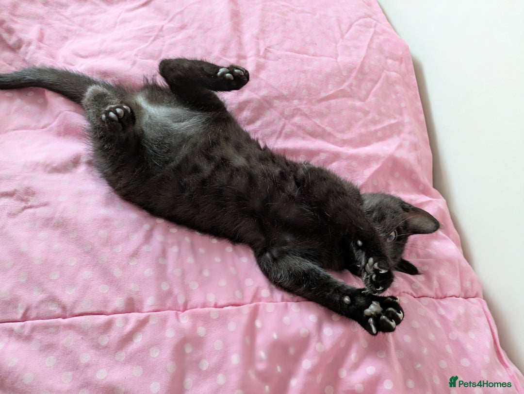 Bengal cats for sale: Melanistic Black Bengal Female Kitten - Image 6