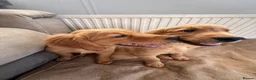 Golden Retriever dogs for sale: Ready for their new homes - Advert 5