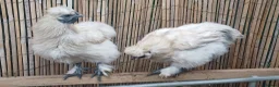 Chickens poultry for sale: Silkie chicks, hatching eggs & cockerels available - Advert 9