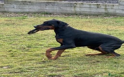 Dobermann dogs for sale: Male Dobermann 18 Months Old Crate Trained - Image 9