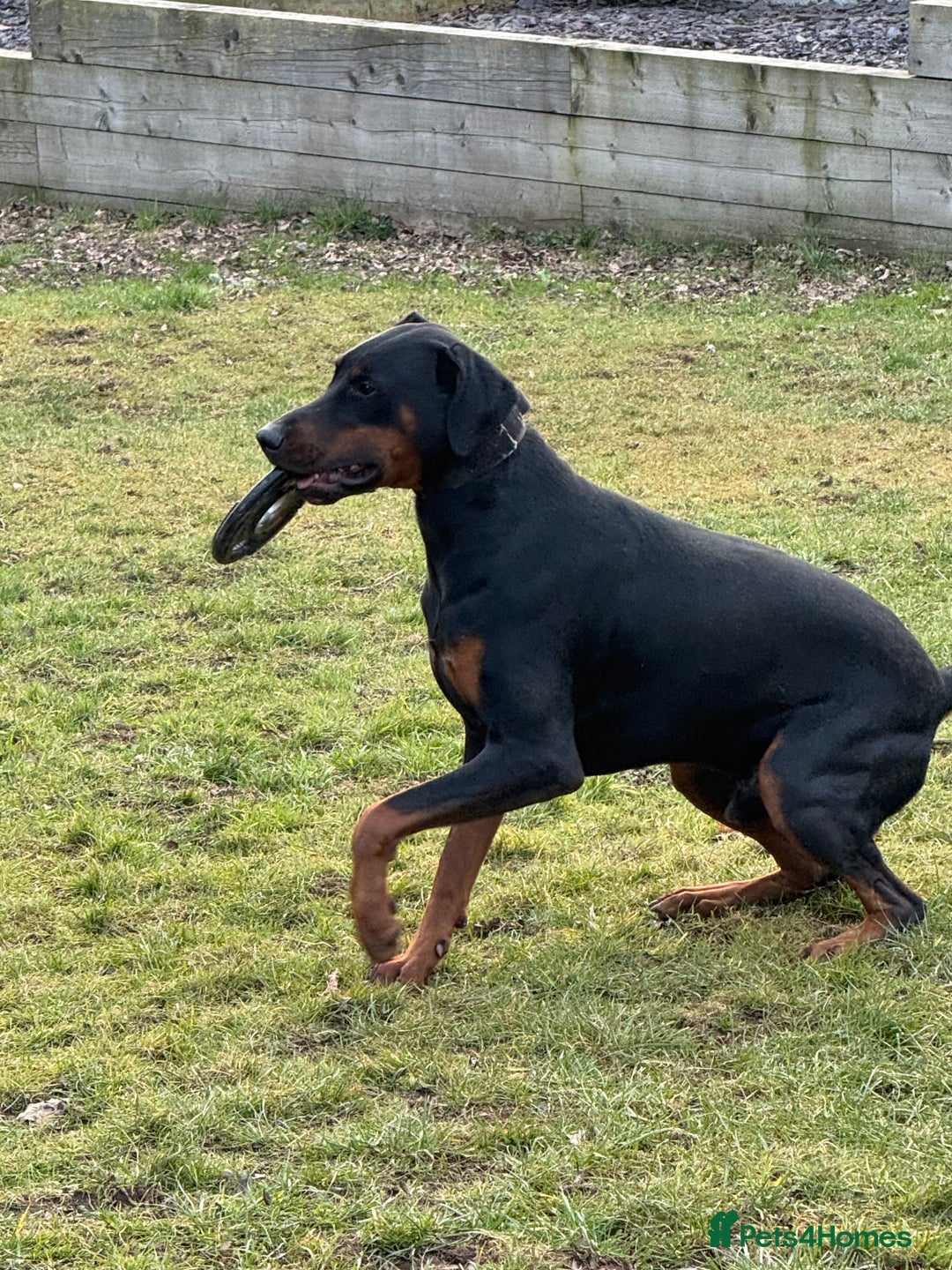 Dobermann dogs for sale: Male Dobermann 18 Months Old Crate Trained - Image 9