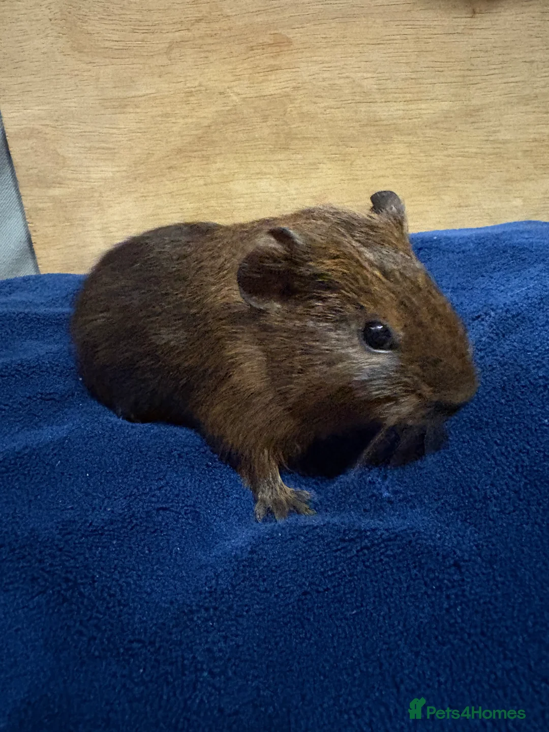 Guinea Pig rodents for sale: Baby guinea pigs for sale  - Advert 5