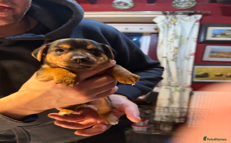 Jack Russell dogs - Advert 2