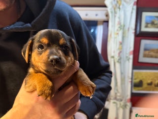 Jack Russell dogs - Advert 2