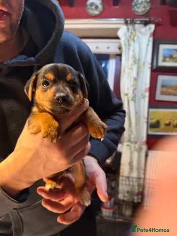 Jack Russell dogs - Advert 2