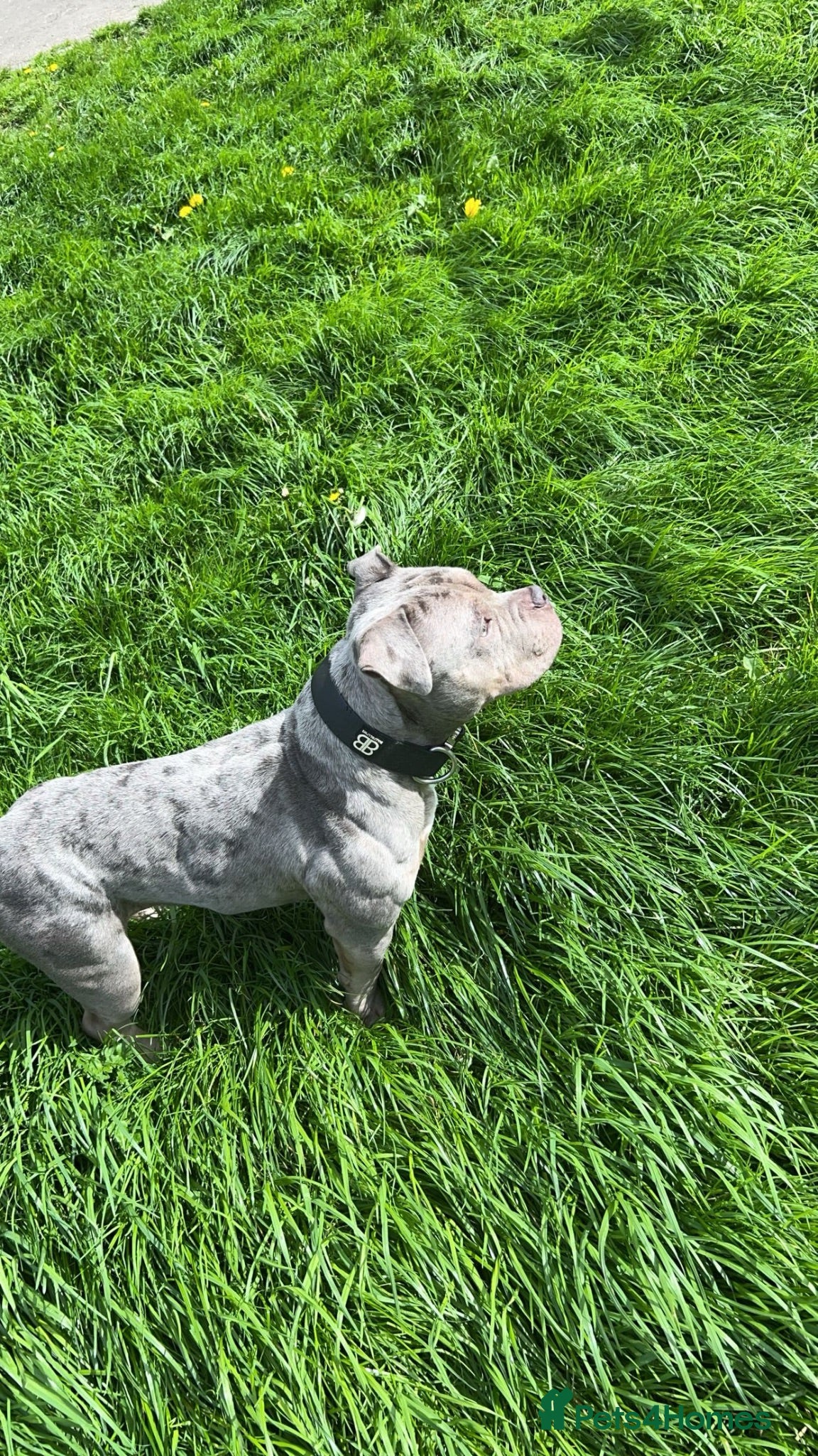 American Bully dogs Female pocket bully - Advert 2