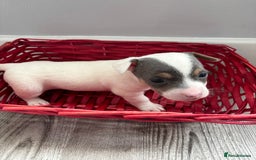 Jack Russell dogs for sale: Miniature Jack Russell’s   - Image 14