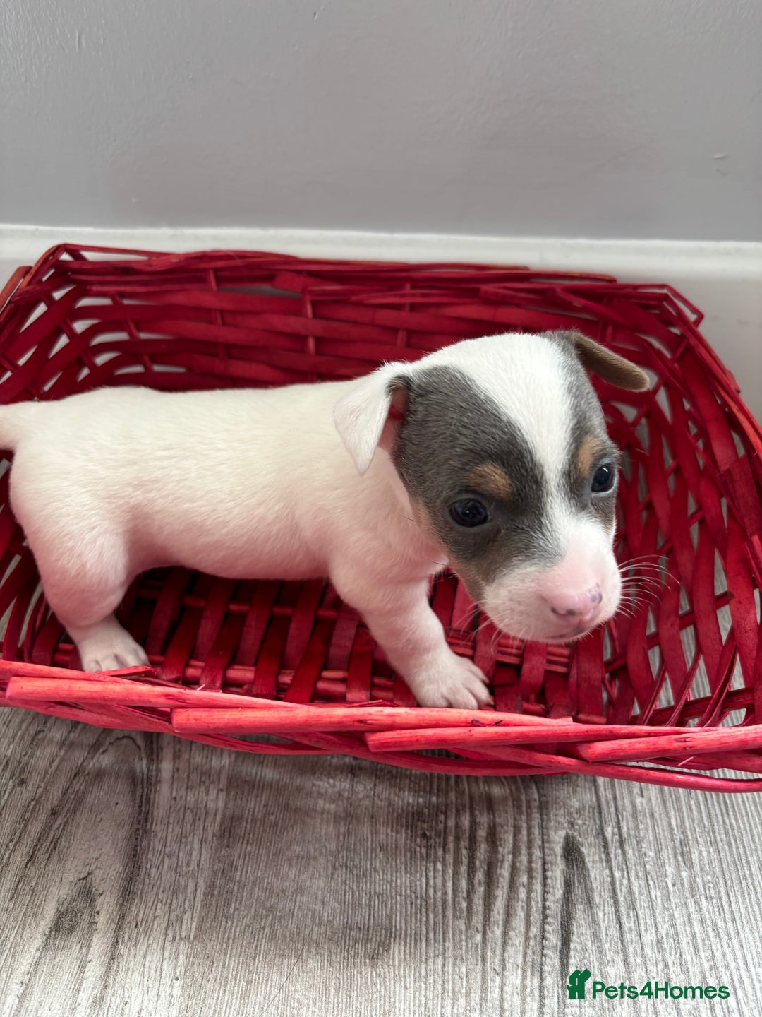 Jack Russell dogs for sale: Miniature Jack Russell’s   - Image 14