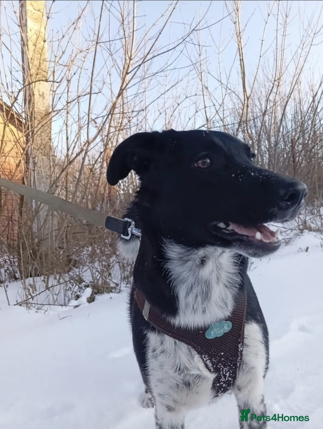 Mixed Breed dogs for adoption: 💖🐶 GEMMIE 🐶💖 - Advert 6