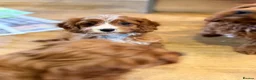Cavapoo dogs for sale: Extensively health tested F1 Toy Cavapoo Puppies - Advert 24