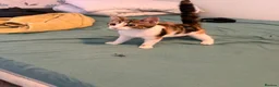 Mixed Breed cats for sale: Tilly - Advert 2